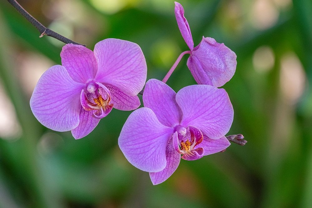 Moth Orchid